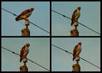 (73) red-tailed hawk montage.jpg    (1000x720)    226 KB                              click to see enlarged picture